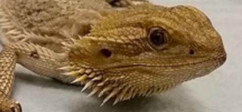 Dr Olivia Lemmon - Vets Perth 2