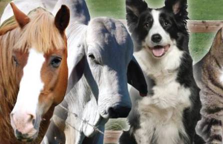 McPherson Kim Dr Valley Vet Surgery - Vets Perth 7