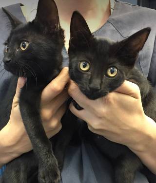 McPherson Kim Dr Valley Vet Surgery - Vets Perth 8