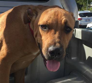 McPherson Kim Dr Valley Vet Surgery - Vets Perth 9