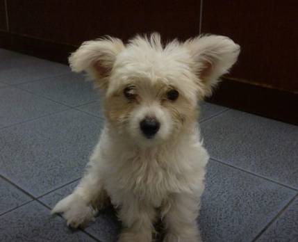 McPherson Kim Dr Valley Vet Surgery - Vets Perth 11