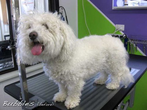 Soapy Pause For Dogs - Vets Perth 0