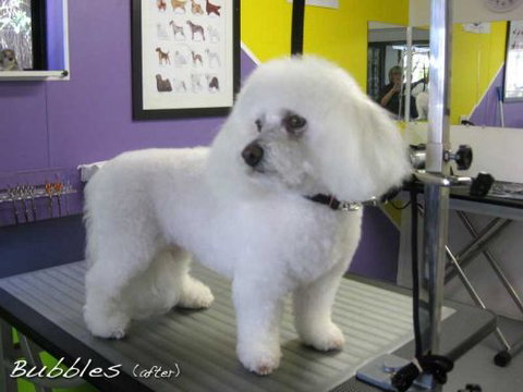 Soapy Pause For Dogs - Vets Perth 1