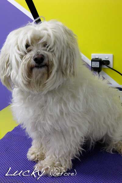 Soapy Pause For Dogs - Vets Perth 2