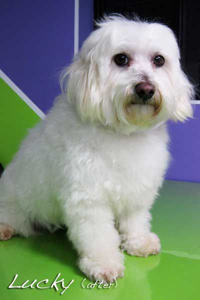 Soapy Pause For Dogs - Vets Perth 3