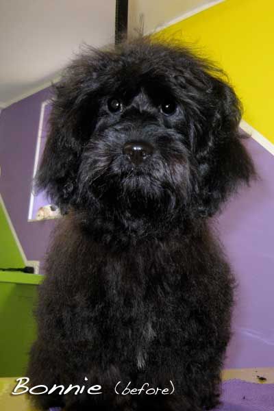 Soapy Pause For Dogs - Vets Perth 4