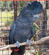 Pets ‘R’ Us - Vets Perth 1