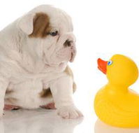 Margarets Dog Coats and Accessories - Vets Perth