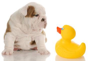 Margarets Dog Coats And Accessories - Vets Perth 0