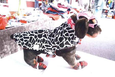 Margarets Dog Coats And Accessories - Vets Perth 1