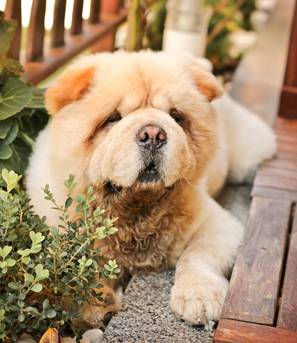 Margarets Dog Coats And Accessories - Vets Perth 2