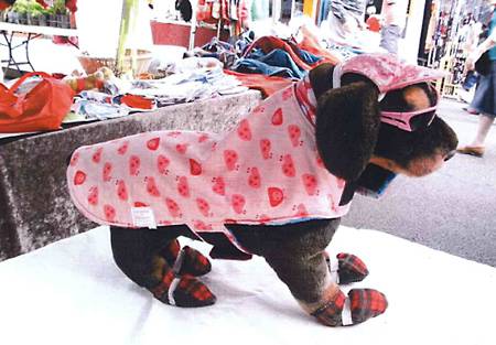 Margarets Dog Coats And Accessories - Vets Perth 3