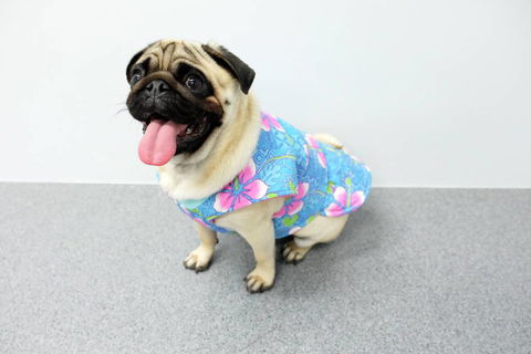 Margarets Dog Coats And Accessories - Vets Perth 4